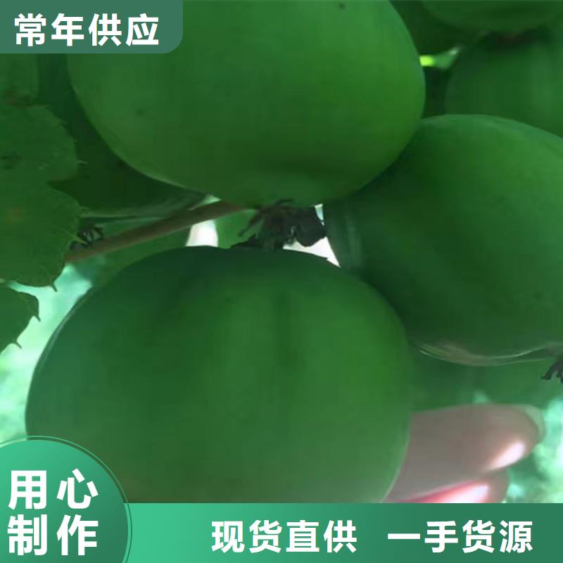 轩园【 猕猴桃_蓝莓苗按需定制真材实料】-业务覆盖区域|新沂|丰县|淮安|扬州|宿迁|无锡|连云港|苏州|南京-阿奇乐乐