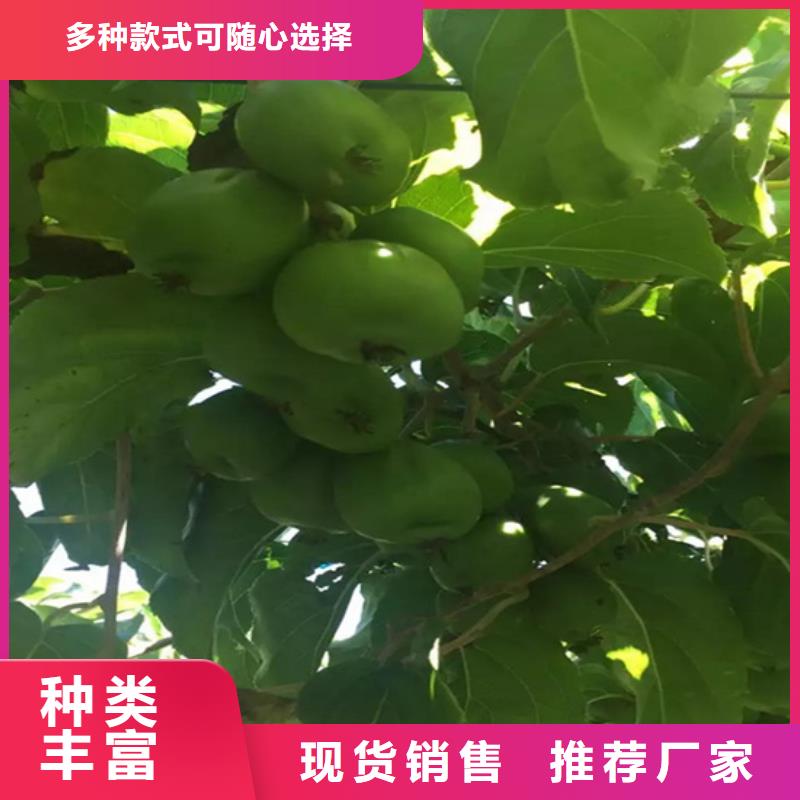 【猕猴桃】,蓝莓苗好品质售后无忧-服务区域包括广水|曾都|恩施|荆州|武汉|十堰|鄂州|咸宁|黄石等-产品视频
