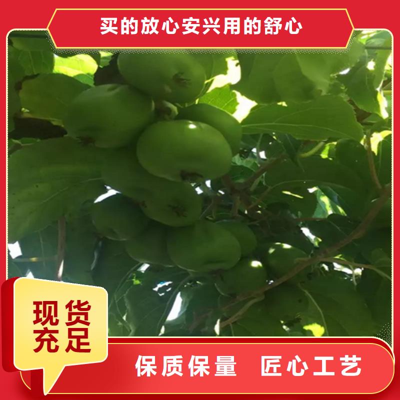 猕猴桃樱桃苗库存齐全厂家直供