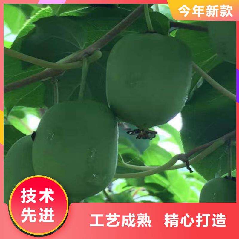 猕猴桃樱桃苗库存齐全厂家直供