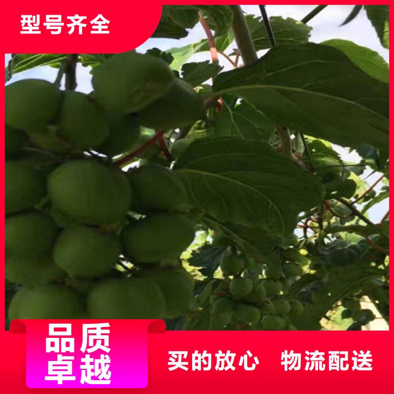 猕猴桃【樱桃苗】专业生产厂家