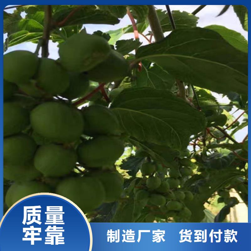 猕猴桃_樱桃苗品牌企业