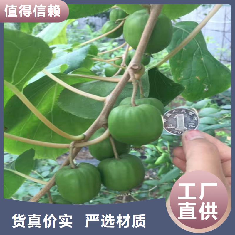 【猕猴桃】 杏树苗注重细节轩园玛瑙红石榴苗