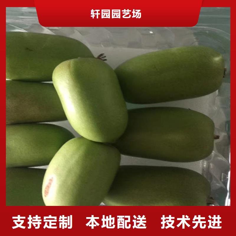 猕猴桃苹果苗货到付款