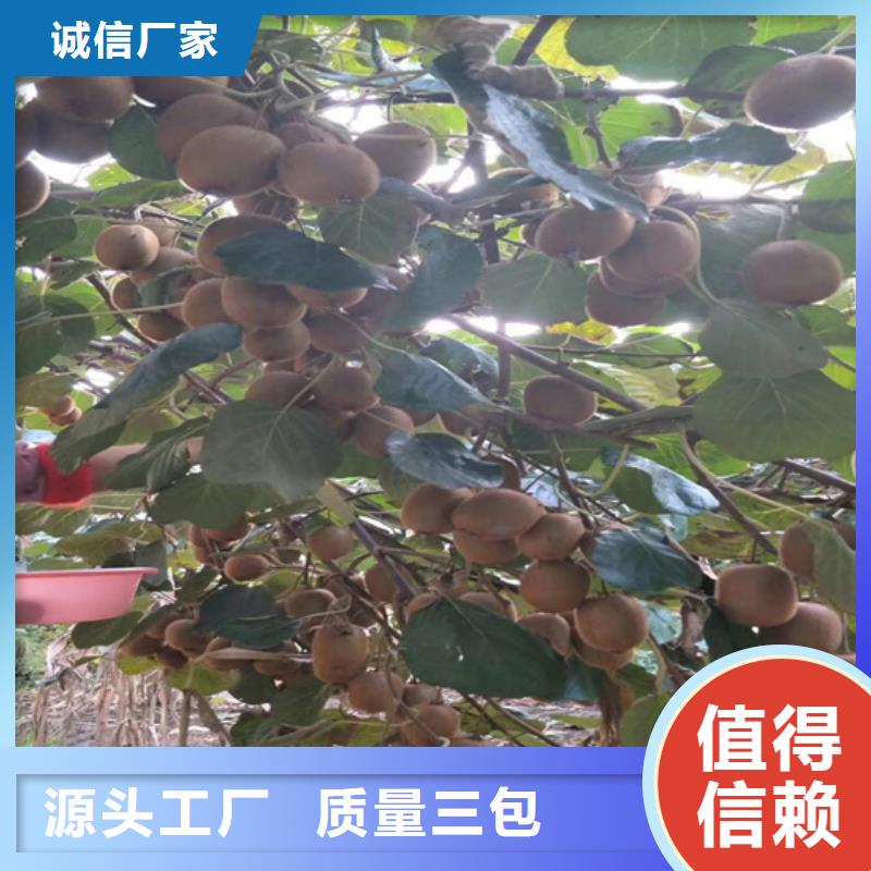 猕猴桃苹果苗货到付款