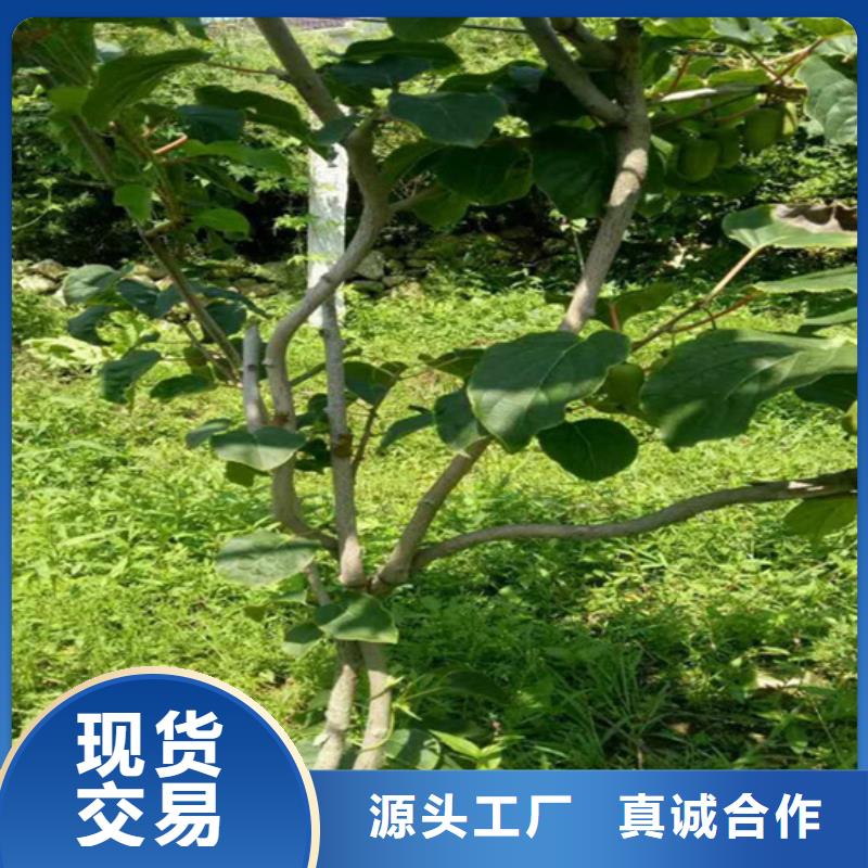 玛瑙红石榴苗-视频-徐州市玛瑙红石榴苗-轩园园艺场(徐州市分公司)服务区域睢宁|丰县|南京|无锡|宿迁|镇江|泰州|常州|淮安