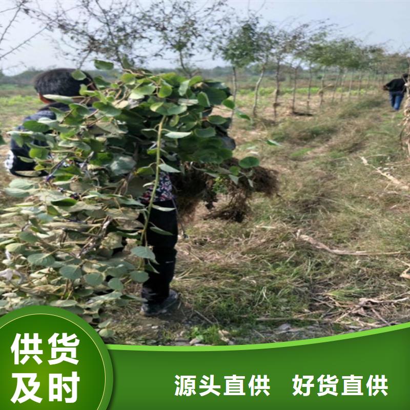 猕猴桃_樱桃苗品牌企业