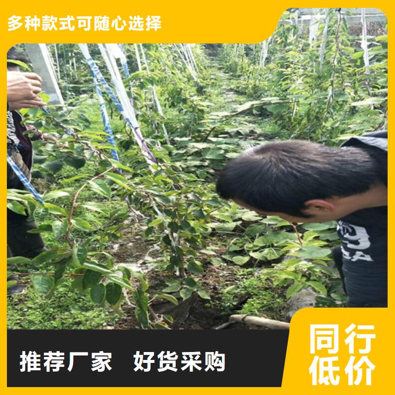 猕猴桃【苹果苗】产地源头好货