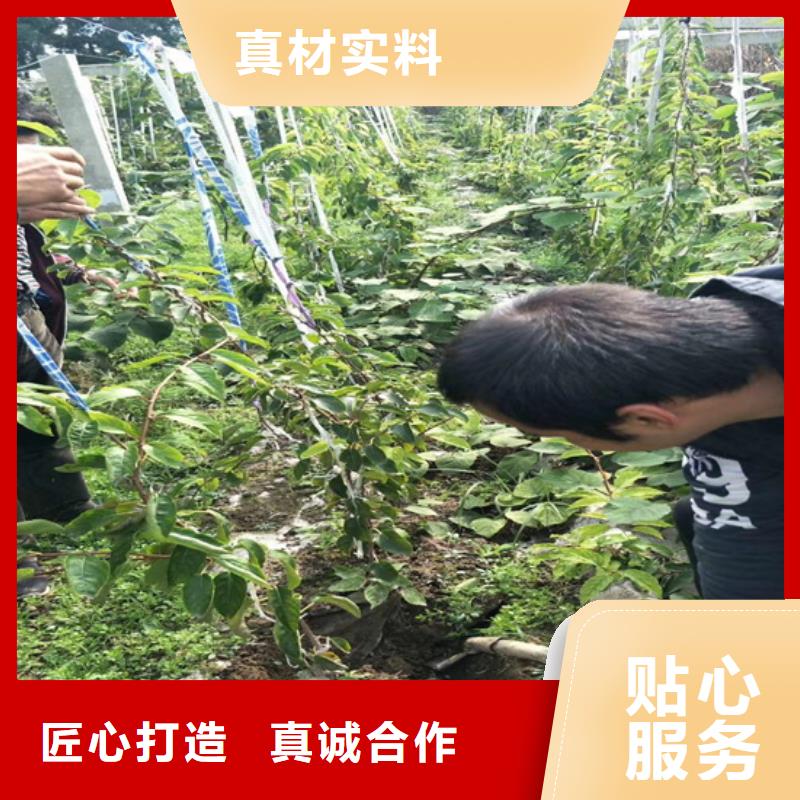 猕猴桃无花果苗产品细节