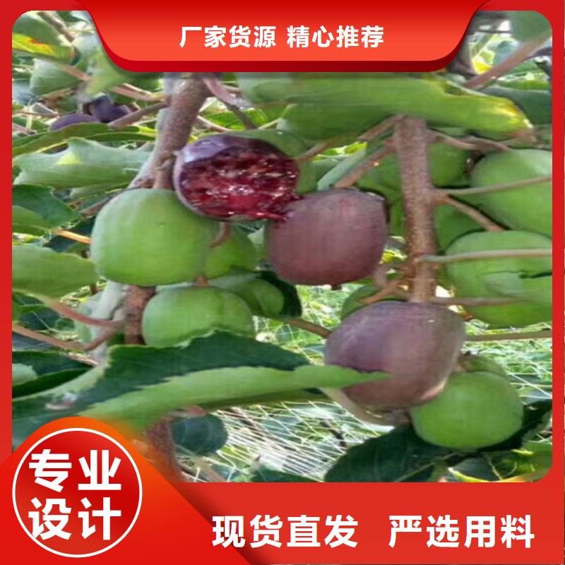 猕猴桃石榴树实地大厂