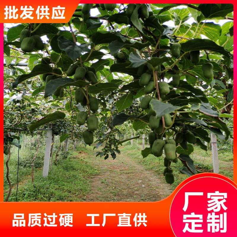 猕猴桃【樱桃苗】专业生产厂家