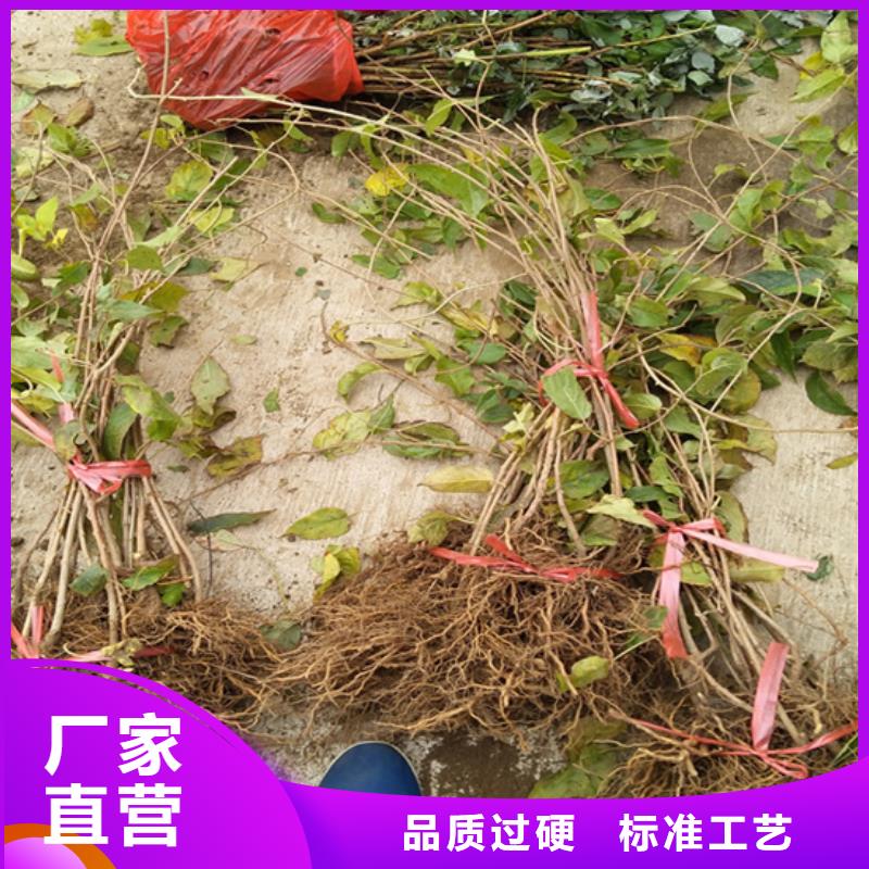 【猕猴桃,苹果苗大品牌值得信赖】