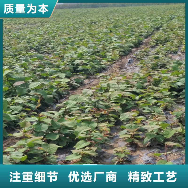 猕猴桃樱桃苗买的放心