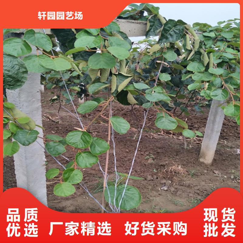 玛瑙红石榴苗-视频-徐州市玛瑙红石榴苗-轩园园艺场(徐州市分公司)服务区域睢宁|丰县|南京|无锡|宿迁|镇江|泰州|常州|淮安