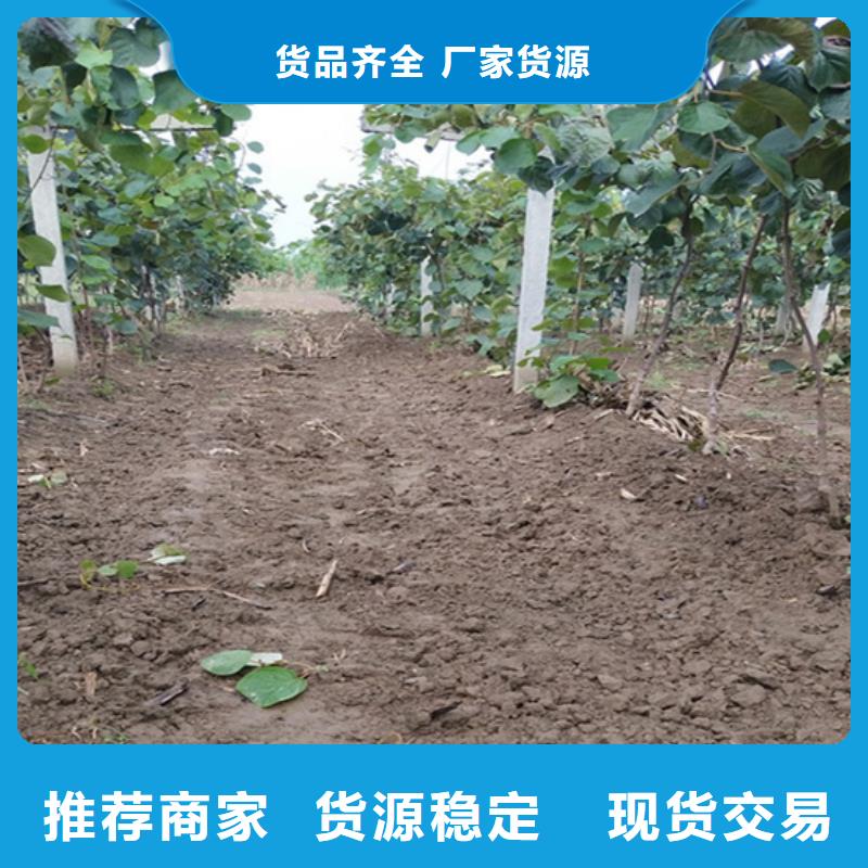 猕猴桃石榴苗工程施工案例