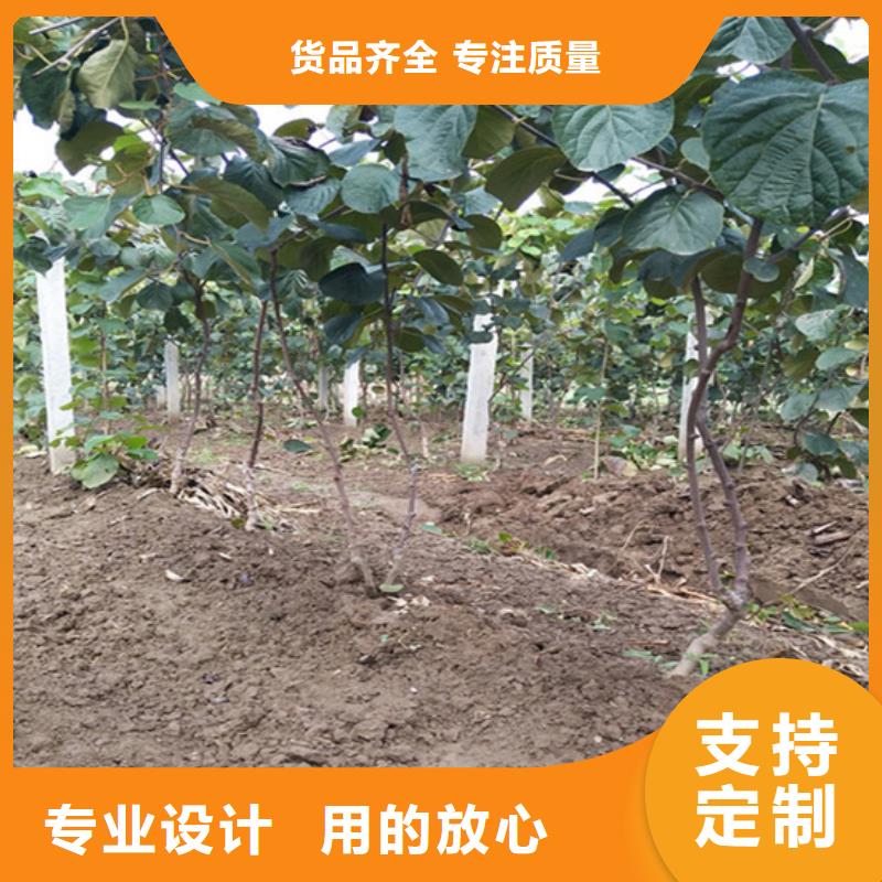 轩园【 猕猴桃_蓝莓苗按需定制真材实料】-业务覆盖区域|新沂|丰县|淮安|扬州|宿迁|无锡|连云港|苏州|南京-阿奇乐乐