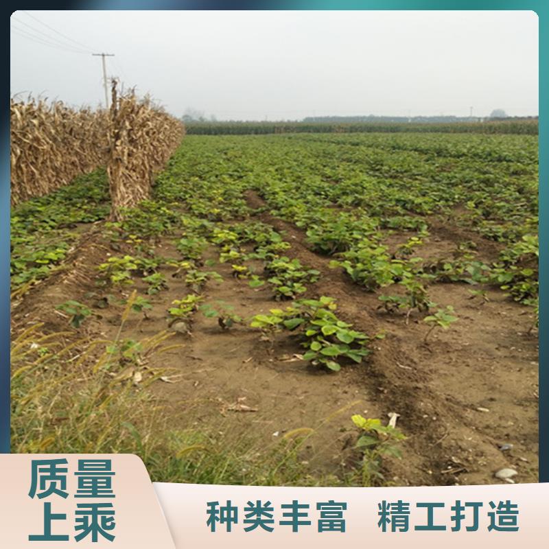 猕猴桃石榴苗工程施工案例