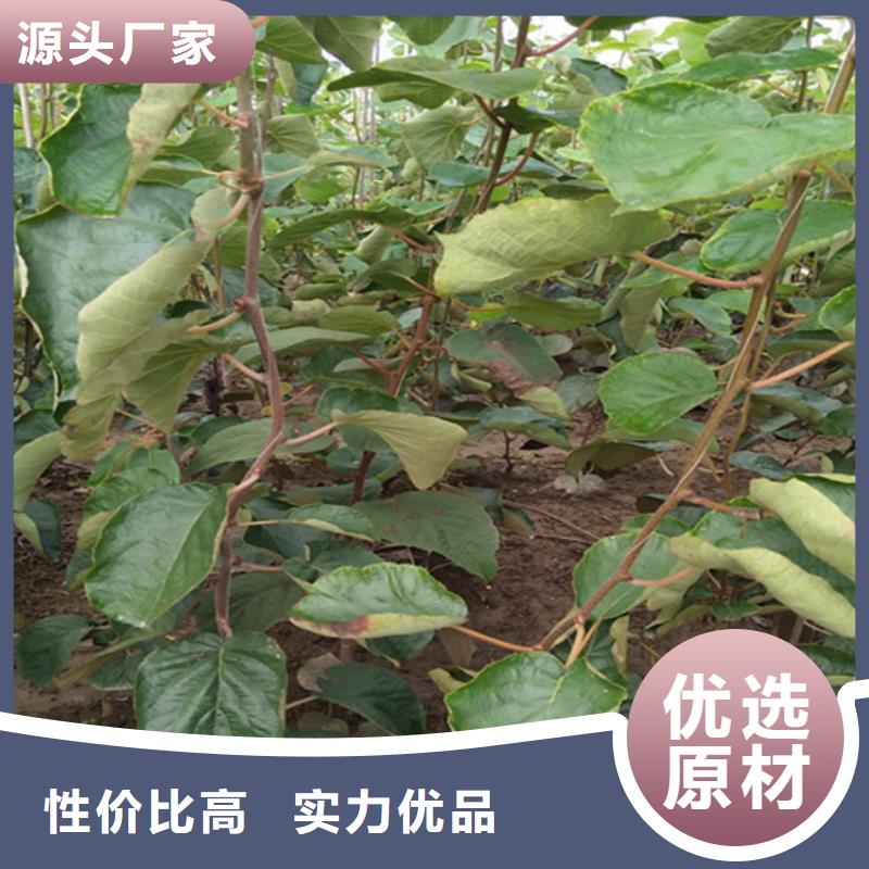 【猕猴桃,苹果苗大品牌值得信赖】