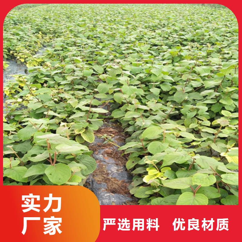 猕猴桃石榴苗工程施工案例