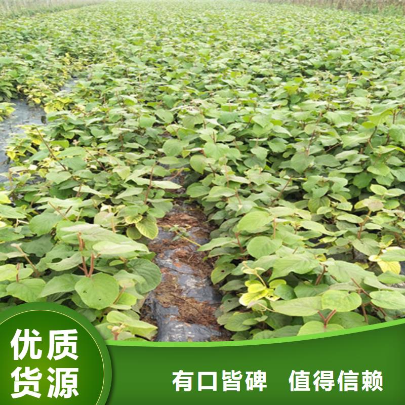 猕猴桃樱桃苗物流配送