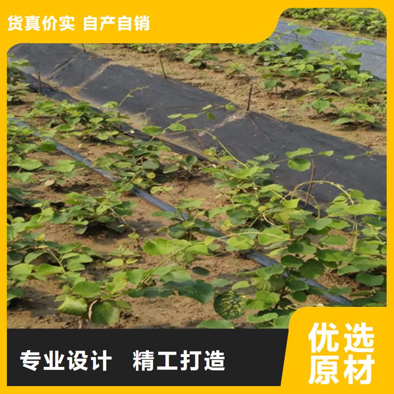 猕猴桃樱桃苗物流配送