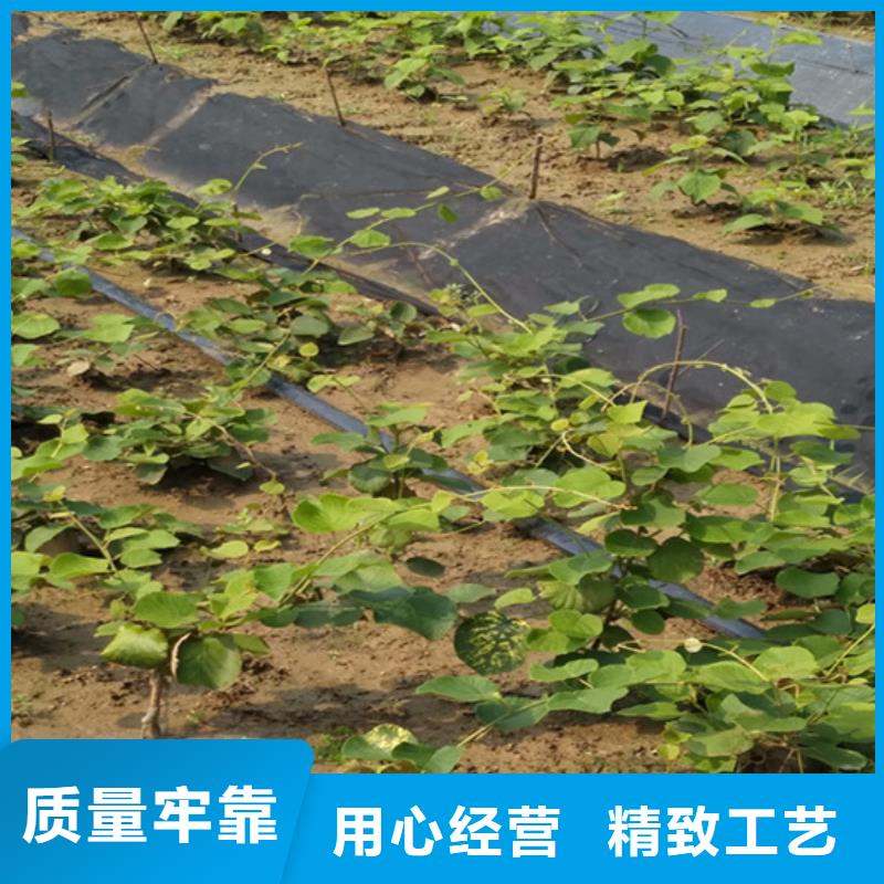 猕猴桃【樱桃苗】专业生产厂家