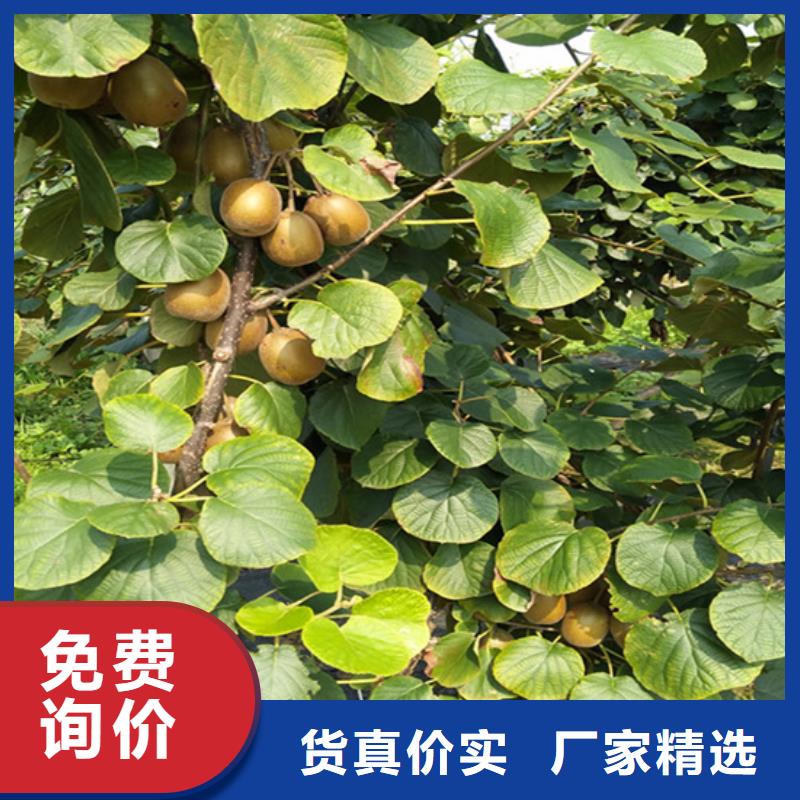 玛瑙红石榴苗-视频-徐州市玛瑙红石榴苗-轩园园艺场(徐州市分公司)服务区域睢宁|丰县|南京|无锡|宿迁|镇江|泰州|常州|淮安