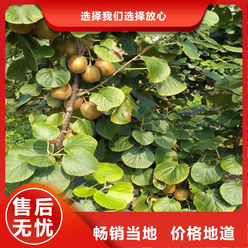 猕猴桃苹果苗货到付款