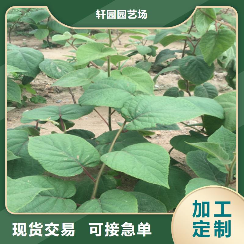猕猴桃【苹果苗】产地源头好货