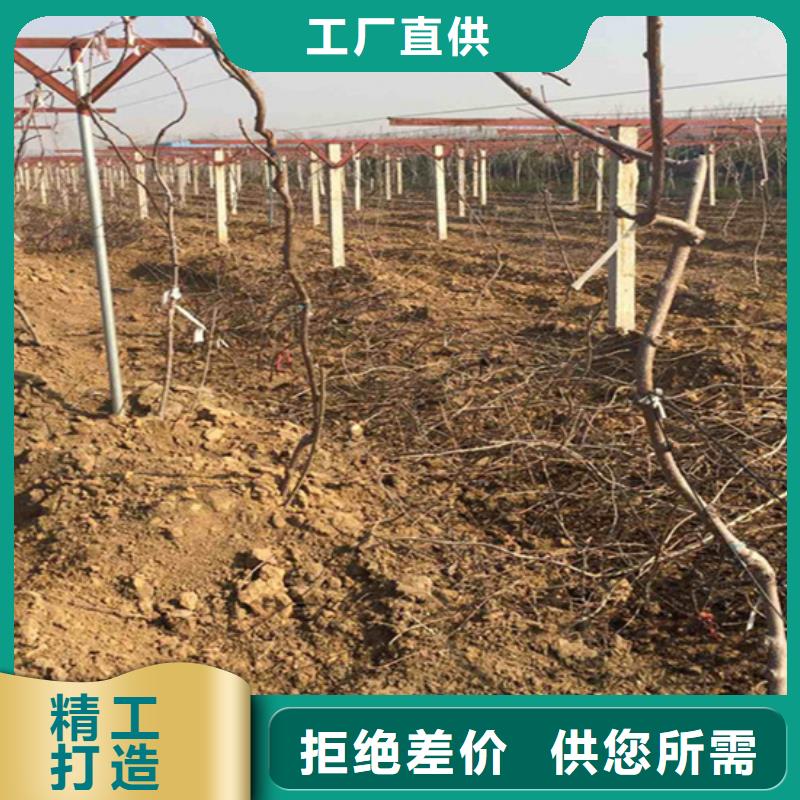 猕猴桃樱桃苗厂家大量现货