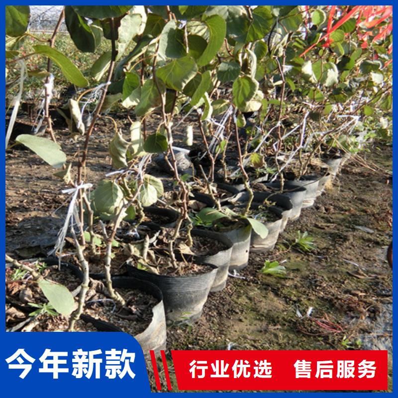 猕猴桃樱桃苗厂家大量现货