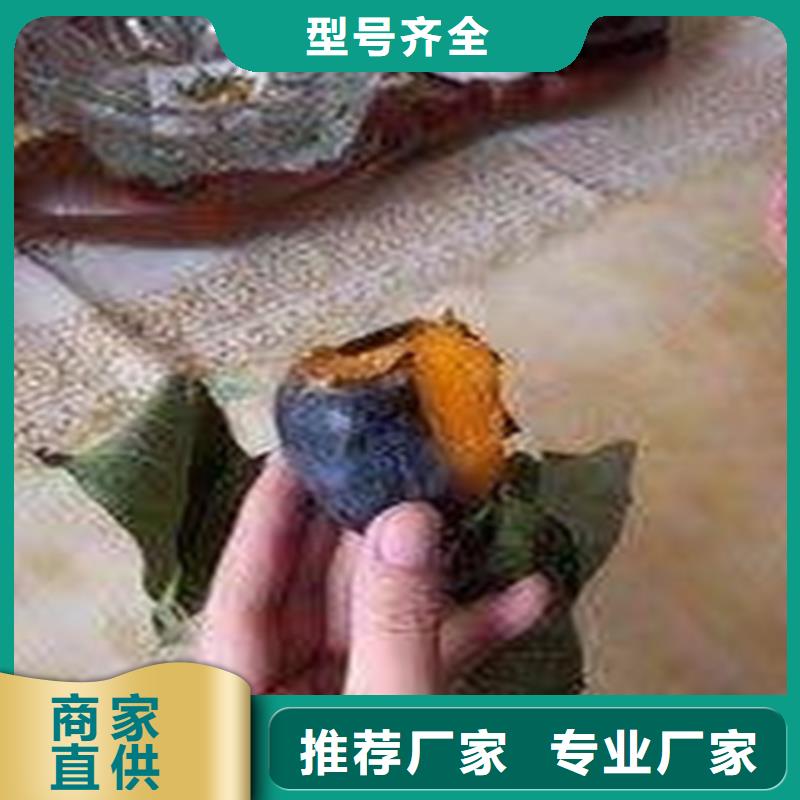 柿子石榴树实拍品质保障
