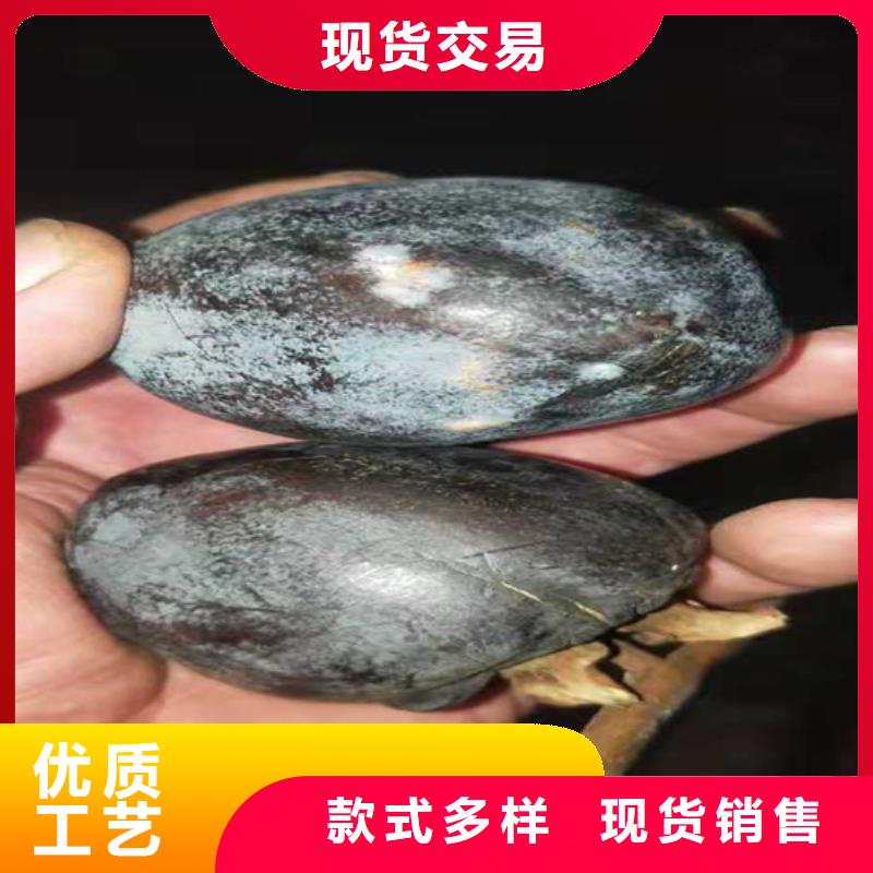 柿子蓝莓苗常年出售