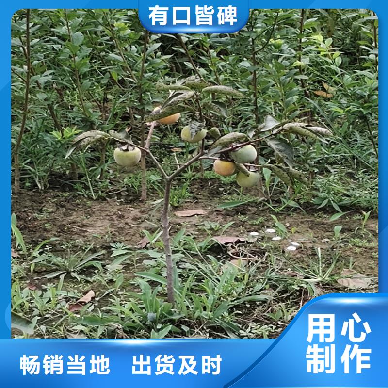 柿子_北美冬青产品实拍
