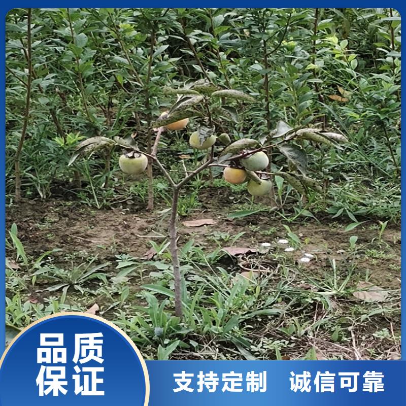 轩园玛瑙红石榴苗【 柿子,苹果苗现货充足量大优惠】