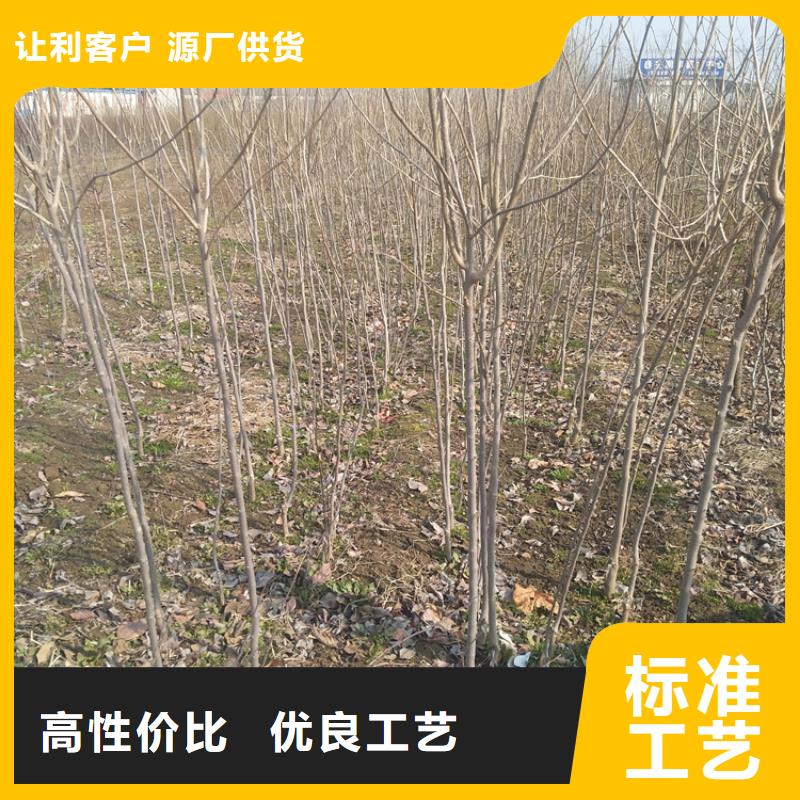 柿子,李树苗今日价格