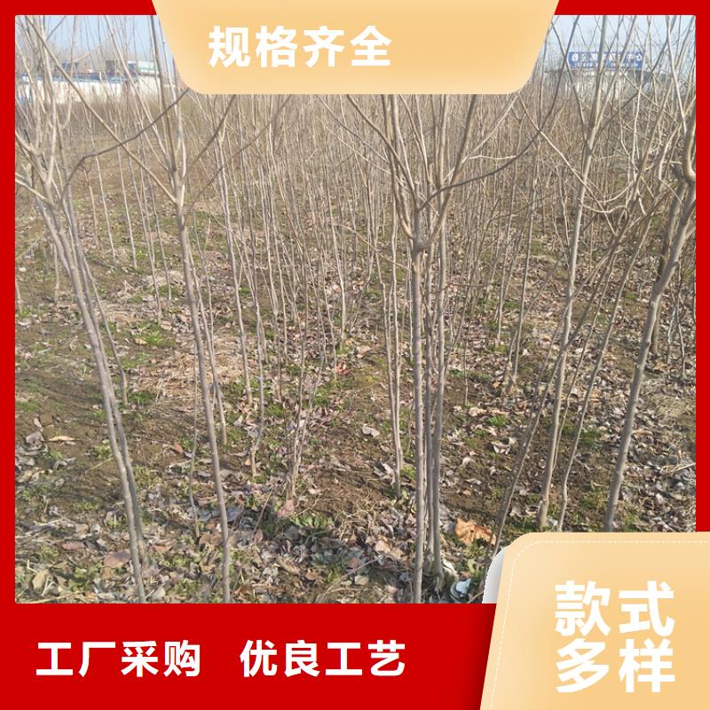 轩园玛瑙红石榴苗【 柿子,苹果苗现货充足量大优惠】