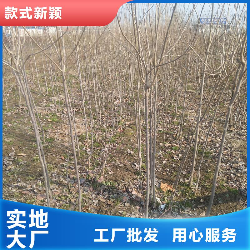 柿子【樱桃苗】老客户钟爱