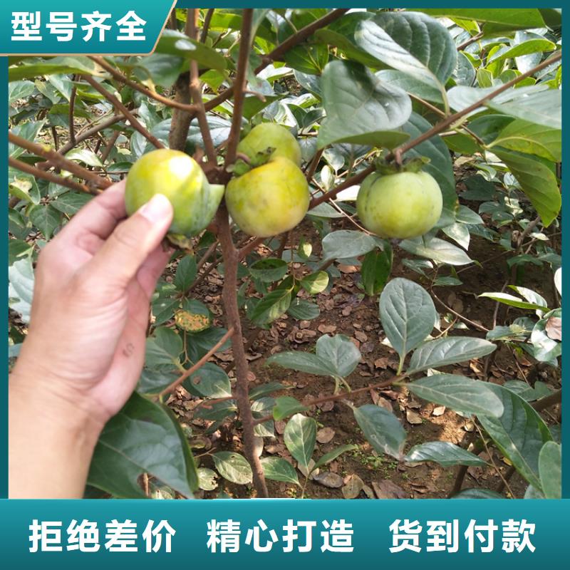 玛瑙红石榴苗-视频-张掖市玛瑙红石榴苗-(同城)可服务区域临泽|民乐|陇南|酒泉|定西|临夏|庆阳|平凉|嘉峪关