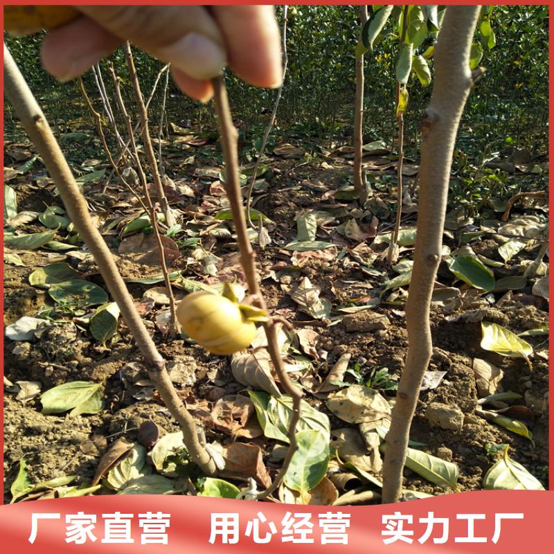 柿子【梨树苗】专注生产N年