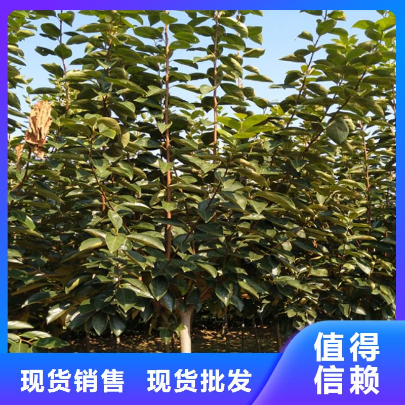 玛瑙红石榴苗视频-玛瑙红石榴苗|陕西省西安市|蓝田|临潼|延安|宝鸡|榆林|汉中|铜川|咸阳|商洛