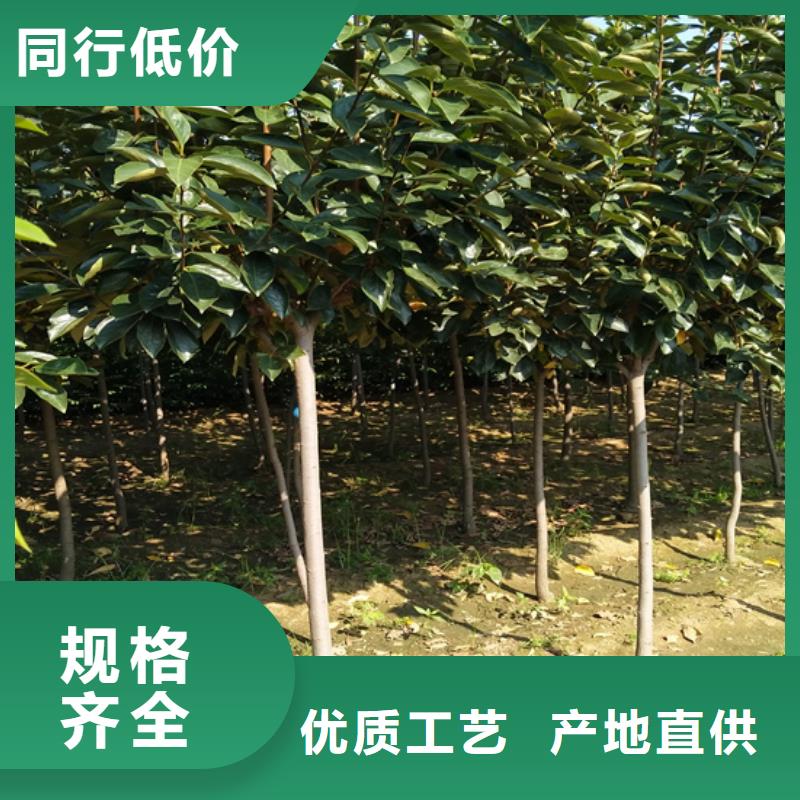 玛瑙红石榴苗视频-玛瑙红石榴苗|陕西省西安市|蓝田|临潼|延安|宝鸡|榆林|汉中|铜川|咸阳|商洛
