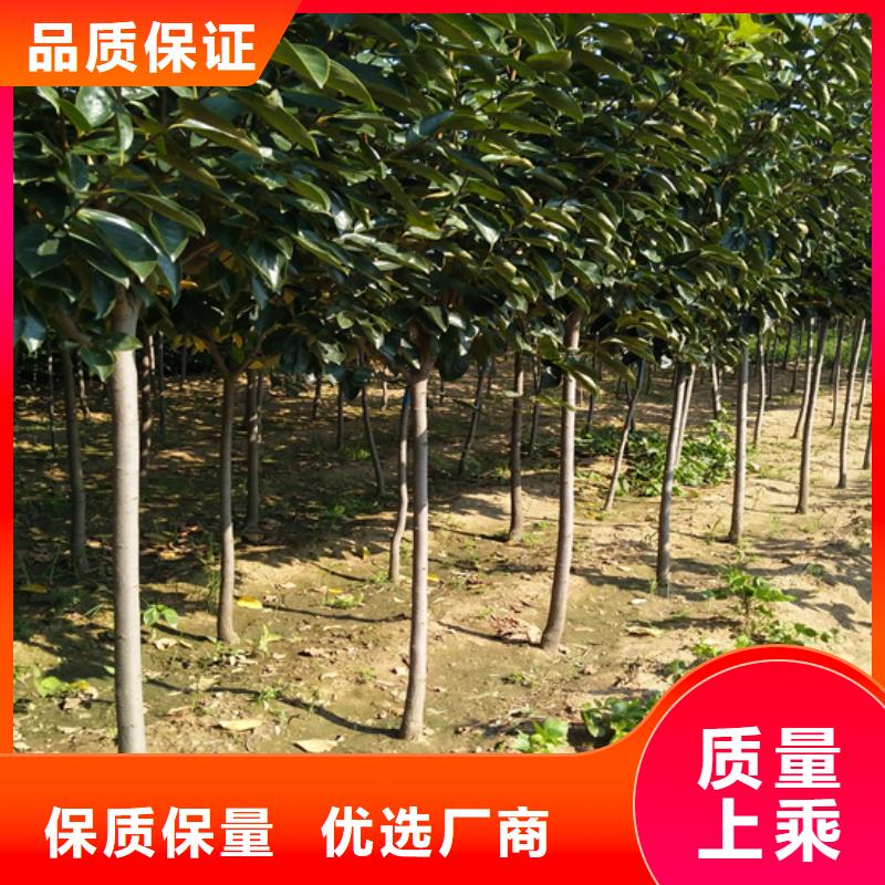 柿子苹果苗实体厂家