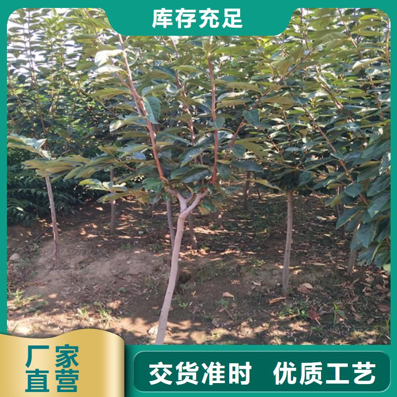 【 柿子_无花果苗现货满足大量采购】