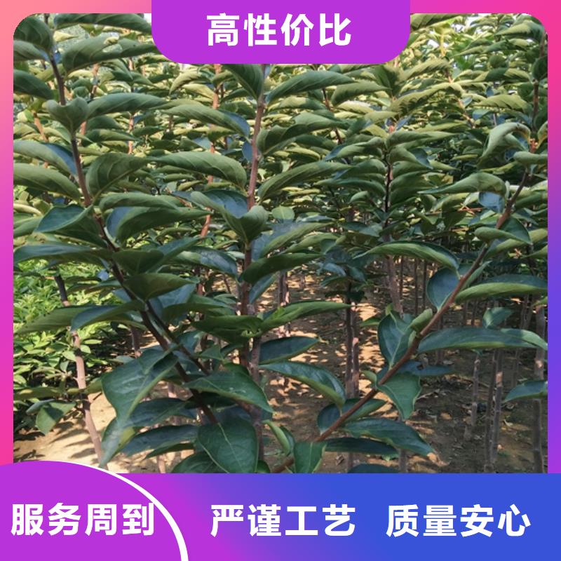 【 柿子_无花果苗现货满足大量采购】