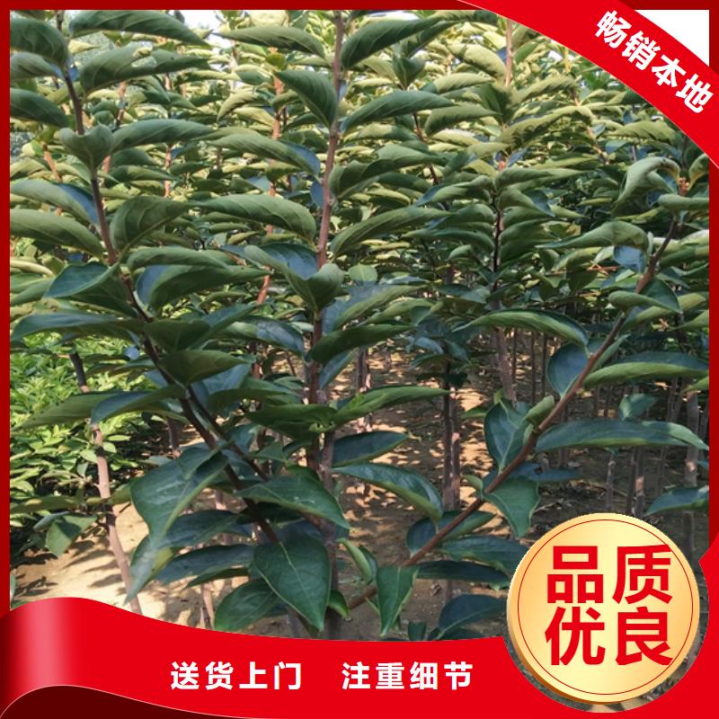 柿子【梨树苗】专注生产N年