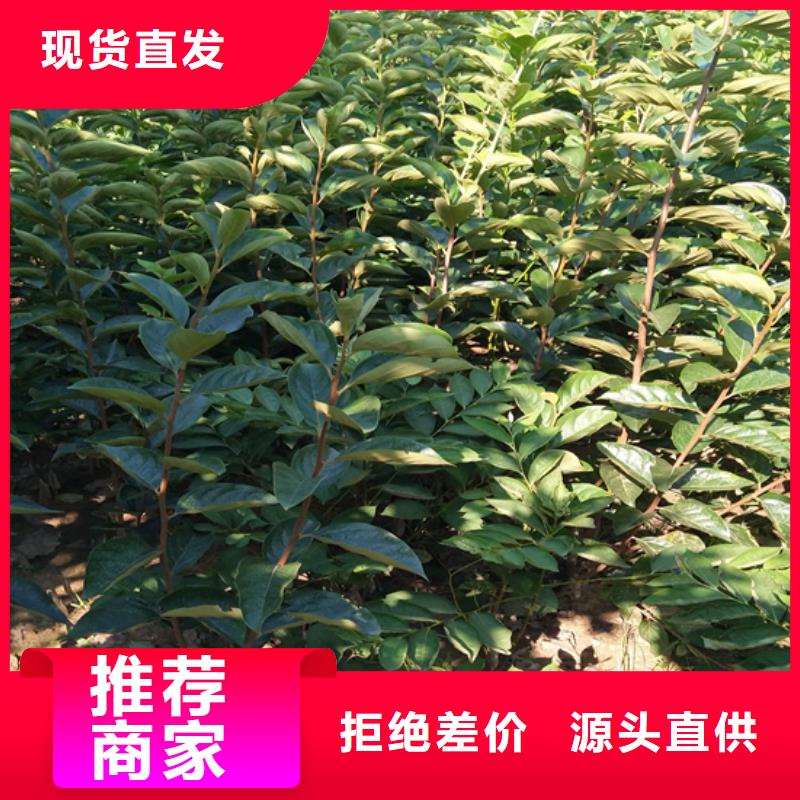 柿子桃树苗专业厂家