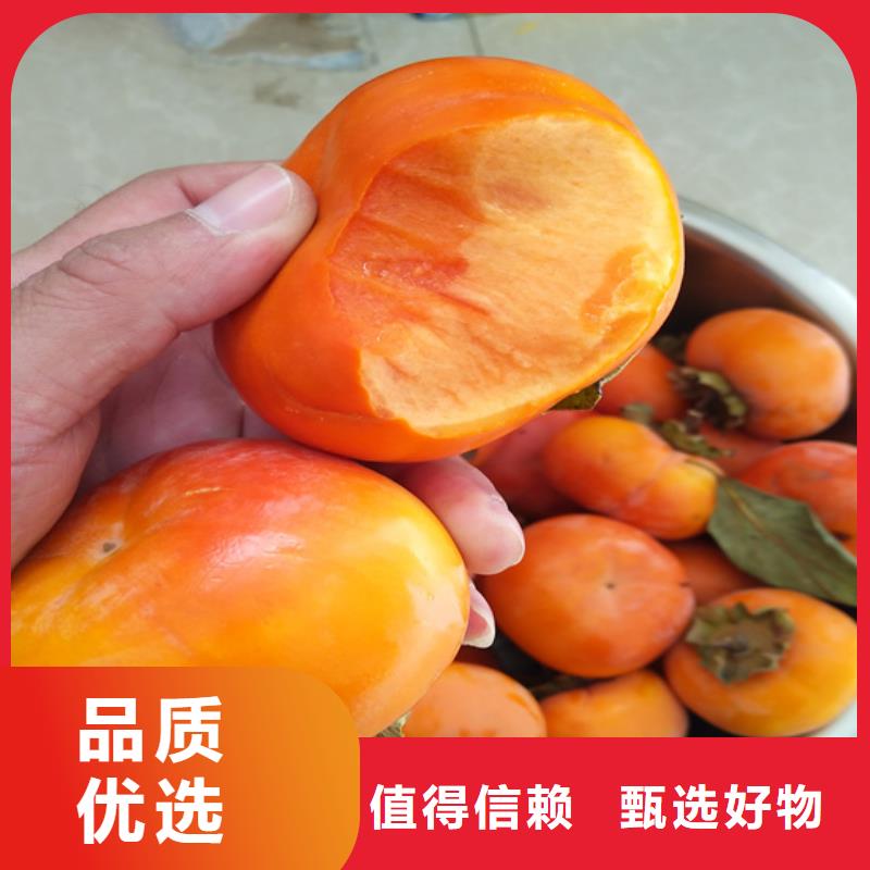 柿子,石榴树可零售可批发
