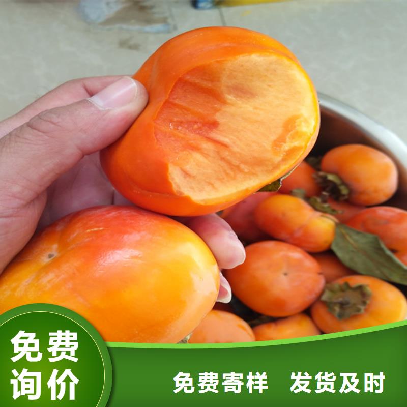 柿子【梨树苗】专注生产N年
