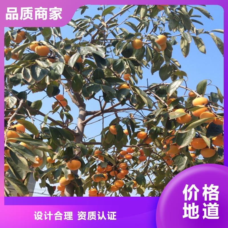 柿子石榴树实拍品质保障